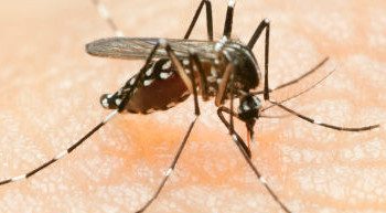 iStock_000014646405Small_dengue_flubydust-e1358874031974