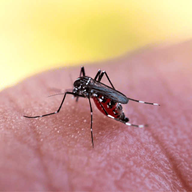 Algorítimos da OPAS para diagnóstico de Dengue (DENV), Zika (ZIKV) e Chikungunya (CHIKV) - Laboratório São Paulo